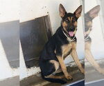 Small German Shepherd Dog