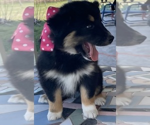 Australian Shepherd Puppy for sale in TAYLOR, TX, USA