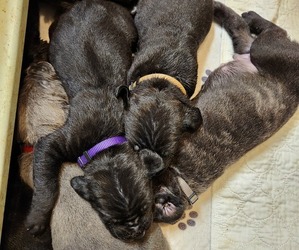 Cane Corso Puppy for sale in CAMBY, IN, USA