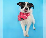 Small #4 Chihuahua Mix
