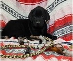Small Photo #4 Labrador Retriever Puppy For Sale in MERIDEN, KS, USA