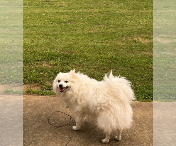 Medium Photo #3 American Eskimo Dog Puppy For Sale in Pikesville, MD, USA
