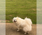 Small #2 American Eskimo Dog
