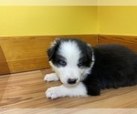Small Photo #5 Border Collie Puppy For Sale in KANSAS CITY, MO, USA