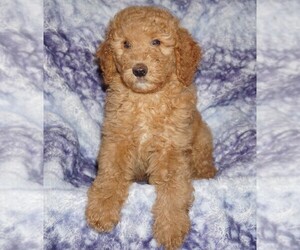 Labradoodle Puppy for sale in LA HABRA, CA, USA