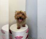 Small #1 Mutt