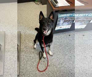 Siberian Husky-Unknown Mix Dogs for adoption in Front Royal, VA, USA