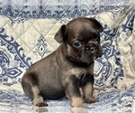 Small #1 French Bulldog