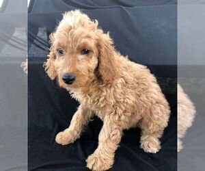 Goldendoodle-Poodle (Standard) Mix Puppy for sale in NARVON, PA, USA