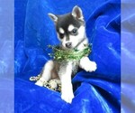Small Photo #11 Alaskan Klee Kai Puppy For Sale in NORWOOD, MO, USA