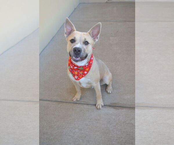 Medium Photo #2 Mutt Puppy For Sale in McKinney, TX, USA