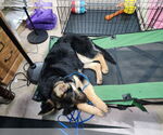 Small #22 German Shepherd Dog