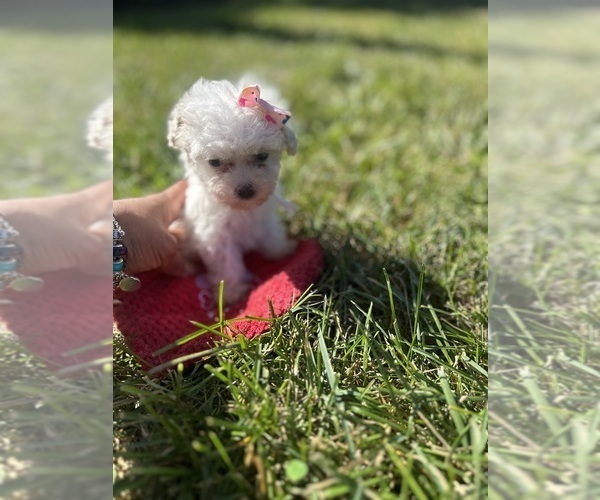 Medium Photo #6 Poodle (Toy) Puppy For Sale in PLAINFIELD, IL, USA