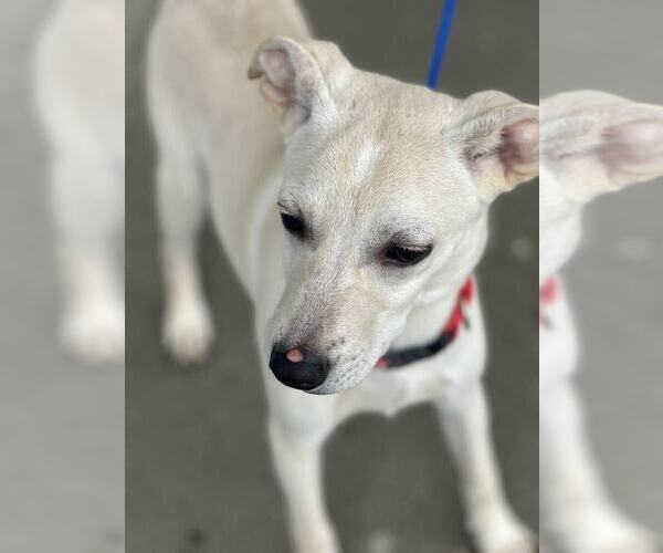 Medium Photo #6 Mutt Puppy For Sale in Evansville, IN, USA