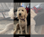 Small Photo #1 Goldendoodle Puppy For Sale in GROVE CITY, PA, USA