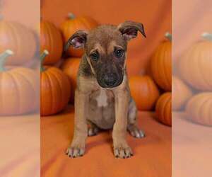 Dorie 26/797 - Female American Pit Bull Terrier-Unknown Mix Dog for Adoption