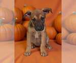 Dorie 26/797 - Female American Pit Bull Terrier-Unknown Mix Dog for Adoption - Small photo