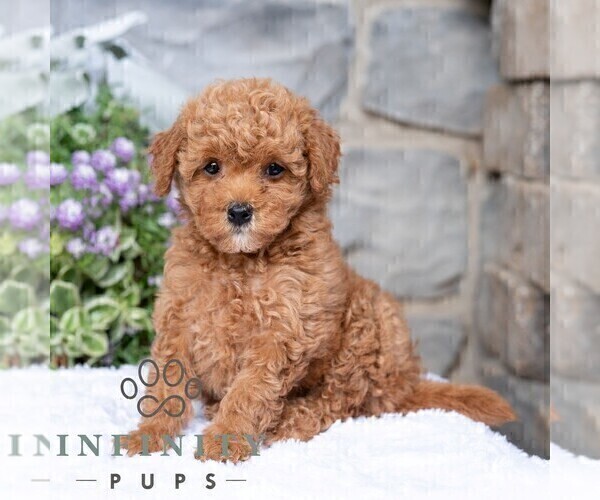 Medium Photo #5 Havapoo Puppy For Sale in LEWISBURG, PA, USA