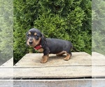 Small #3 Dachshund