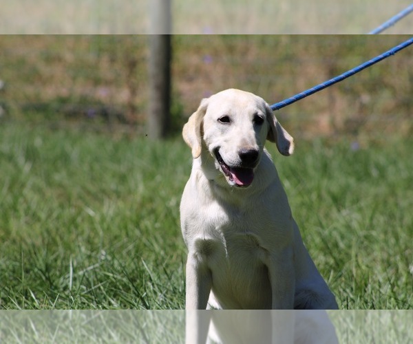 Medium Photo #1 Labrador Retriever Puppy For Sale in NEOLA, WV, USA