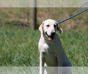 Mother of the Labrador Retriever puppies born on 08/26/2025