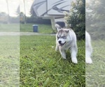 Small #2 Siberian Husky