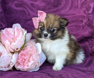 Pomeranian Puppy for sale in LINCOLN UNIV, PA, USA