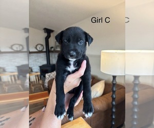 Shollie Puppy for sale in EAGLE POINT, OR, USA