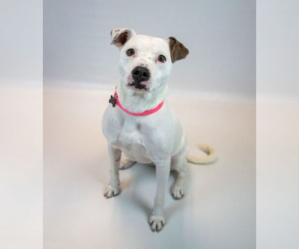 Medium Photo #8 Bulldog-Unknown Mix Puppy For Sale in Kennesaw, GA, USA