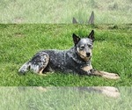 Small Photo #1 Australian Cattle Dog Puppy For Sale in CANON, GA, USA