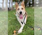 Small Border Collie Mix