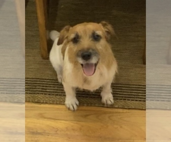 Medium Photo #1 Jack-Rat Terrier Puppy For Sale in DAWSONVILLE, GA, USA