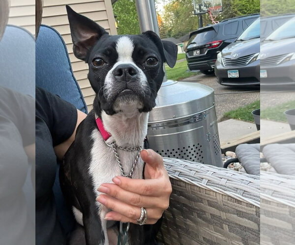 Medium Photo #2 Boston Terrier Puppy For Sale in Buffalo, MN, USA
