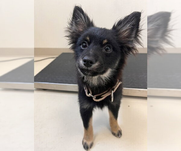 Medium Photo #1 Mutt Puppy For Sale in Webster, WI, USA