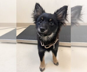 Mutt Dogs for adoption in Webster, WI, USA