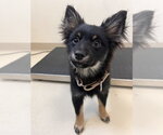 Gigi - Female Mutt Dog for Adoption - Small photo