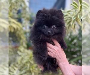 Pomeranian Puppy for Sale in SUNNY ISL BCH, Florida USA