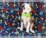 Small #1 Miniature Australian Shepherd