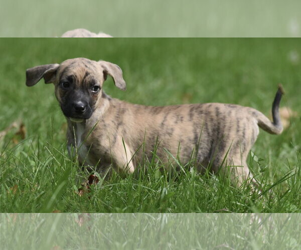 Medium Photo #6 Boxer-Unknown Mix Puppy For Sale in Mechanicsburg, PA, USA