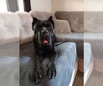 Small #3 Mutt