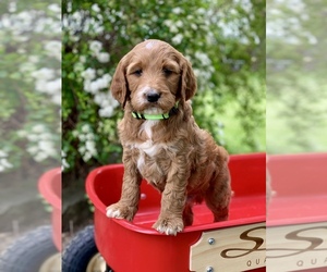 Irish Doodle Puppy for sale in WOOSTER, OH, USA