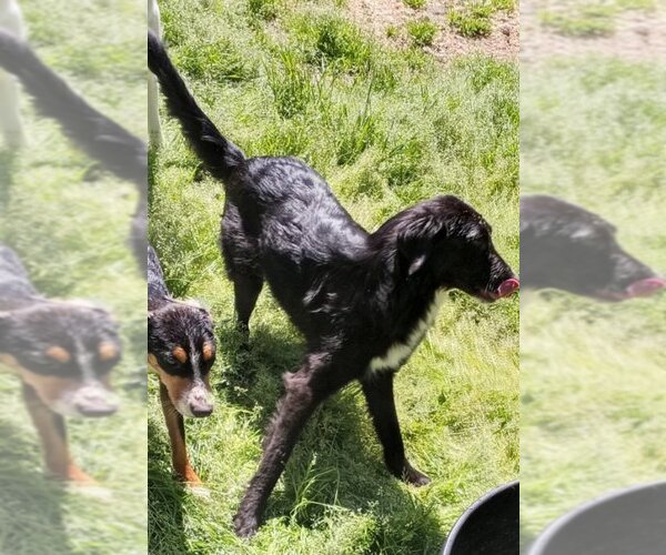 Medium Photo #1 Border Collie-Unknown Mix Puppy For Sale in Harrison, AR, USA