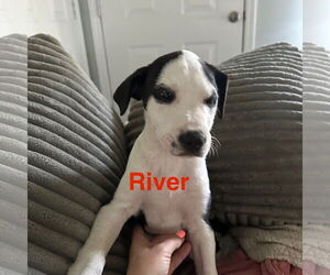 American Pit Bull Terrier-Border Collie Mix Dogs for adoption in Ball Ground, GA, USA