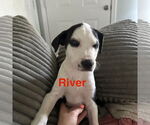 Small American Pit Bull Terrier-Border Collie Mix