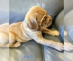 Small Photo #9 Dogue de Bordeaux Puppy For Sale in CINCINNATI, OH, USA