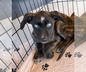 Borador Dogs for adoption in GILBERTS, IL, USA