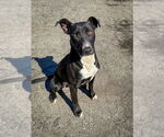 Small #2 Labrador Retriever Mix