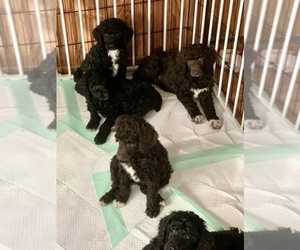 Poodle (Standard) Puppy for sale in DUNDEE, NY, USA