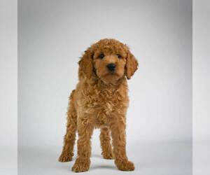 Goldendoodle (Miniature) Puppy for sale in ITASCA, TX, USA