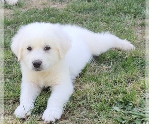 Great Pyrenees Puppy for sale in GROVETOWN, GA, USA